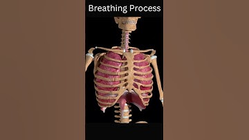 Breathing Process