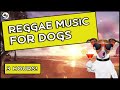 Reggae Music For Dogs! Calming Music for Dogs & Humans | Reggae Music To Calm Dogs