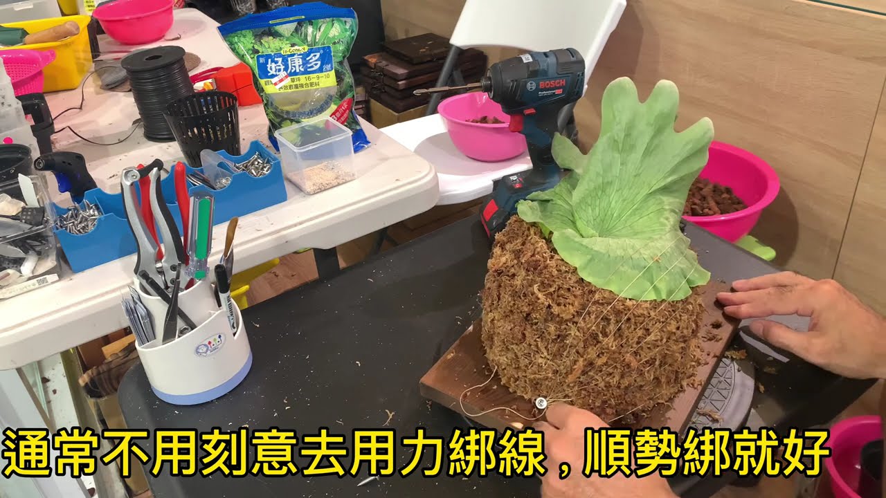 鹿角蕨上板/小棵女王/適合送給家中的女王