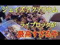 （海水水槽）〇〇アクアリウムのライブロックが最高すぎた