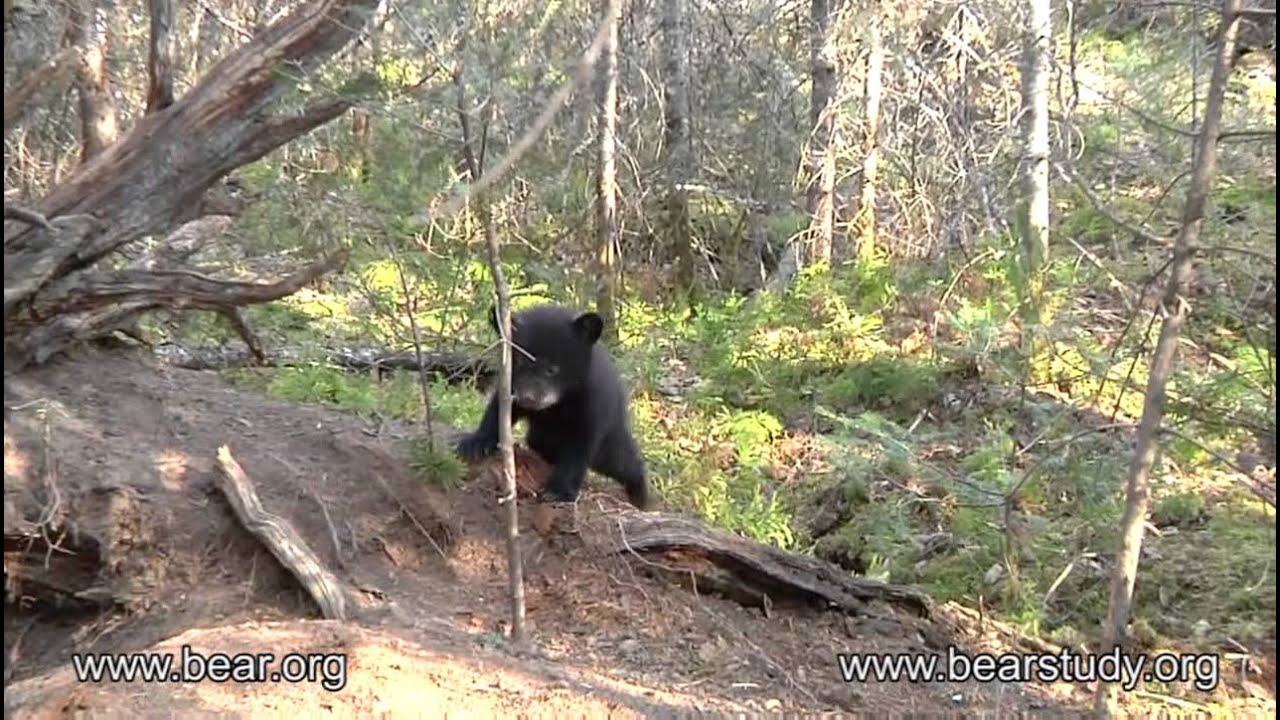 April 11, 2012 - Jewel the Black Bear - Outside the Den - #4