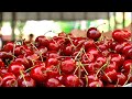 «Золота» полуниця: Скільки цьогоріч коштують сезонні ягоди?