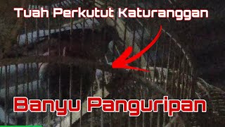 Katuranggan Perkutut Banyu Panguripan