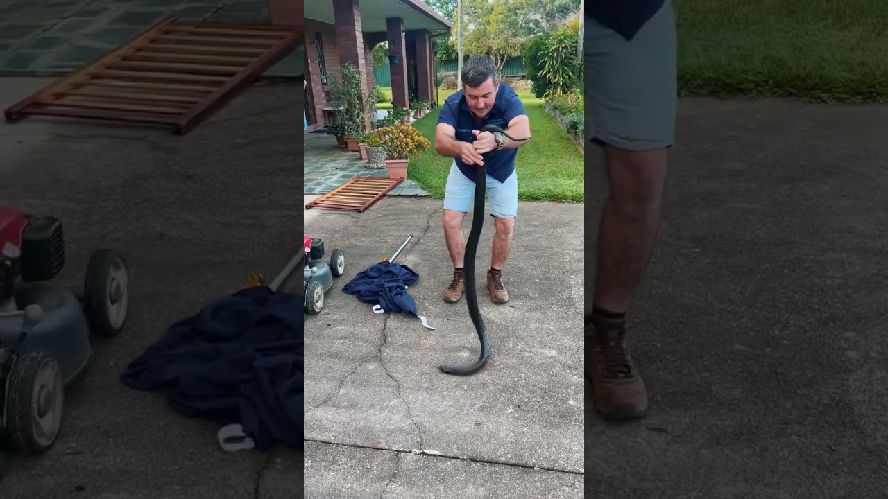 HUGE RED-BELLIED BLACK SNAKE!!