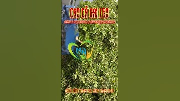 CÀ GAI LEO CÔNG DỤNG VÀ ĐỐI TƯỢNG SỬ DỤNG