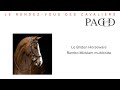 Padd  bridon horseware rambo micklem multibride