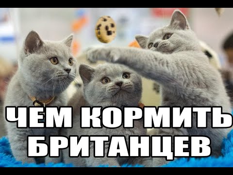 Чем кормить британскую вислоухую кошку в домашних условиях