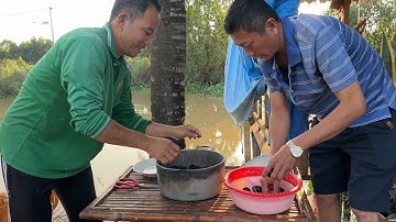 Ốc Bươu Hấp Muối Cái Kết Bất Ngờ Anh Em Lai Rai Buổi Chiều.Góc Làng Quê#1667