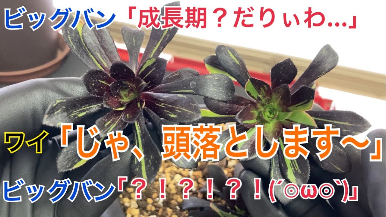 多肉植物アエオニウム ❤️ ナガ女王 ❤️ 成長した姿 アエオニウム成長記録2022春② | grow plants 〜いつも一緒に〜