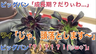多肉植物 アエオニウム ビッグバン 成長期にやる気出さないぽい そんな