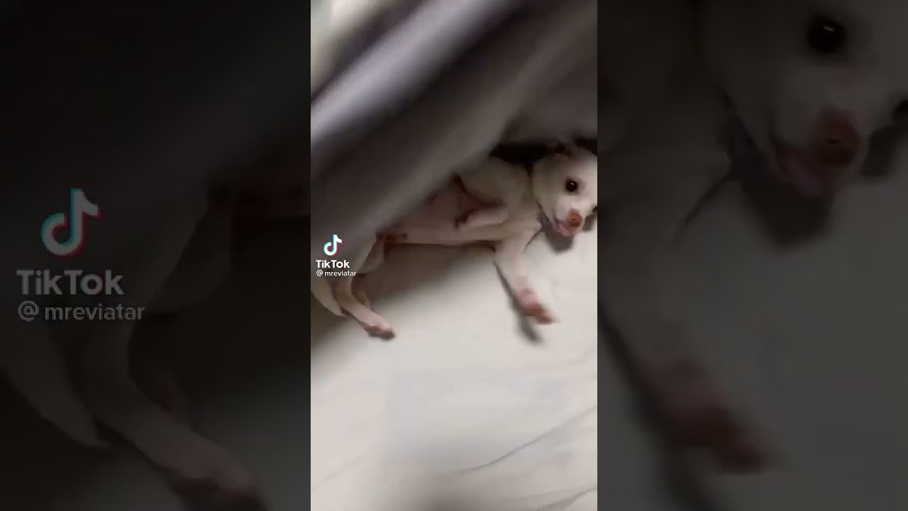 Nikki (mreviatar) Angry Chihuahua ?? Try Not To Laugh Challenge 312 #shorts #nikki #cute #funny