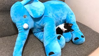 象とカレーパンマンと子猫