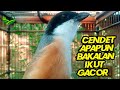 Suara Cendet Ini Bikin Bakalan Cendet Ikutan Bunyi Gacor Dan Emosi Mp3 - Mp4 Download