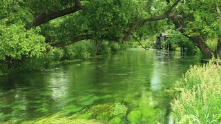 Immerse Yourself in Tranquility with Relaxing River Sounds 🌿🌊