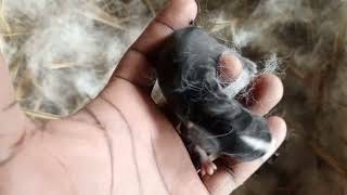 Application of BLUP in estimating the breeding value of rabbits Bucks 