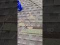 Showing roof damage #roofing #diy #construction #ytshorts #roofpatch #repairs
