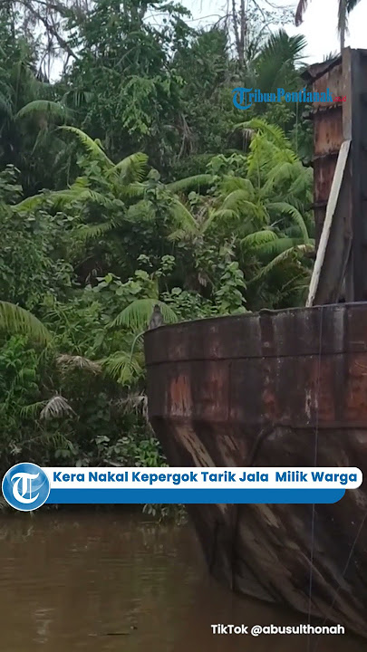 Kera Nakal Kepergok Tarik Jala Perangkap Milik Warga