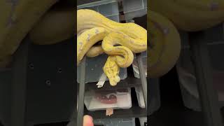 Wait wait wait what is that on he’s mouth😮😮😮 #snakes #shocking #learn #myphilosophywithsocratis