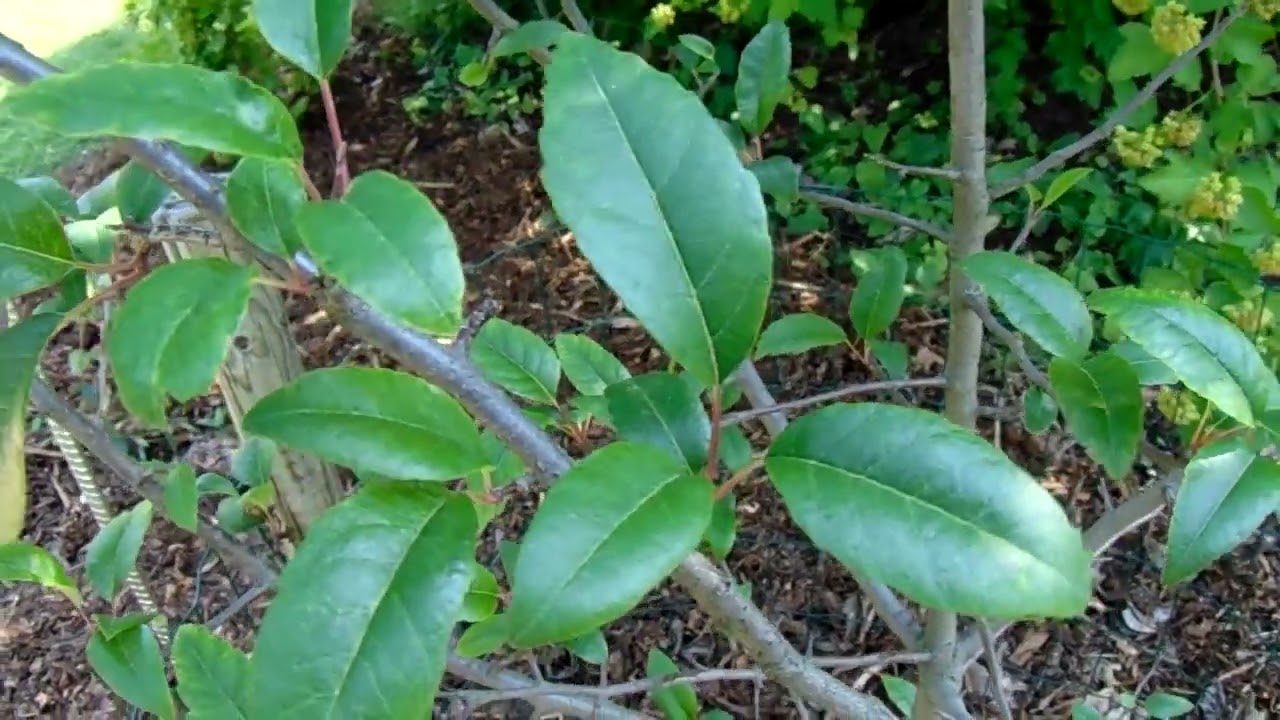 Malus coronaria (L.) Mill.