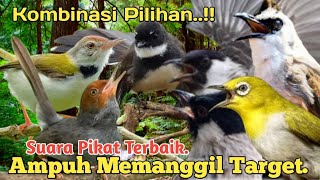SUARA PIKAT KOMBINASI PILIHAN. 💯%AMPUH..