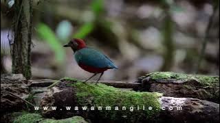 Papuan Pitta