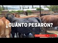 CARGANDO TOROS GORDOS | EL AGRONOMOY