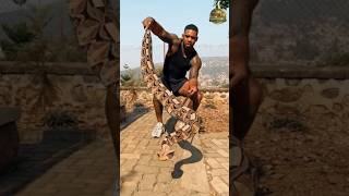 ⚠️ உலகின் மிகப்பெரிய விஷப்பாம்புகளில் ஒன்று #shorts #animals#nature#SnakeFacts #GaboonViper#Reptiles