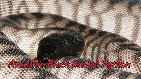 The Axanthic Black Headed Python Mutation