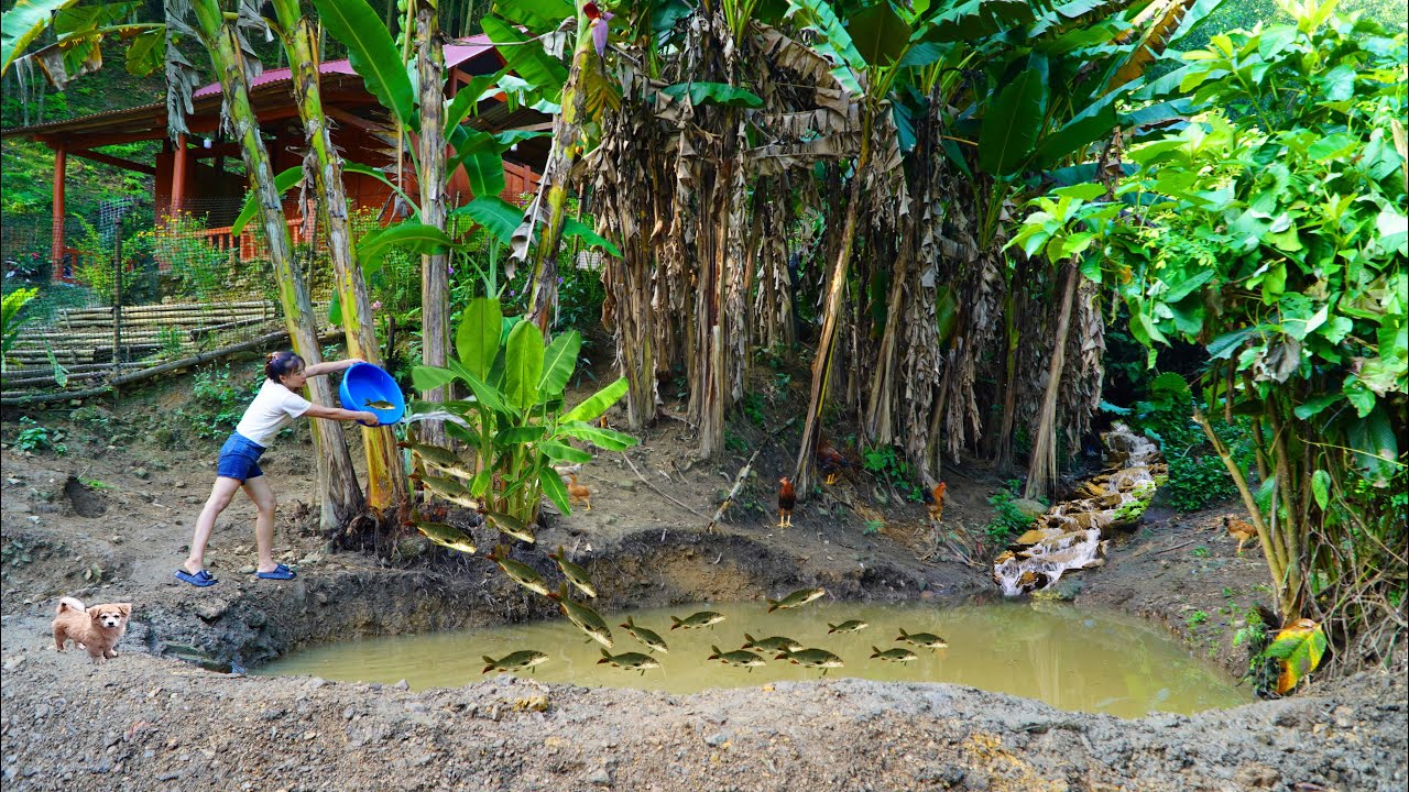Gardening on the mountain, digging streams into ponds, raising 300 carp ...