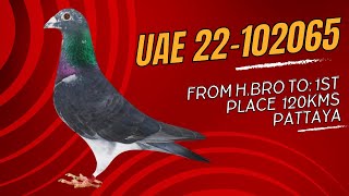 Uae 22-102065 From Half Bro To 1St Place 120Kms Pattaya