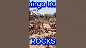 Its Safari Time At Kaingo Rocks Safari Travel Africa Lusakazambia 