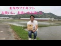 お米のプチギフト　お祝いのお返しに【出産　結婚　内祝い　愛知県　美浜町】