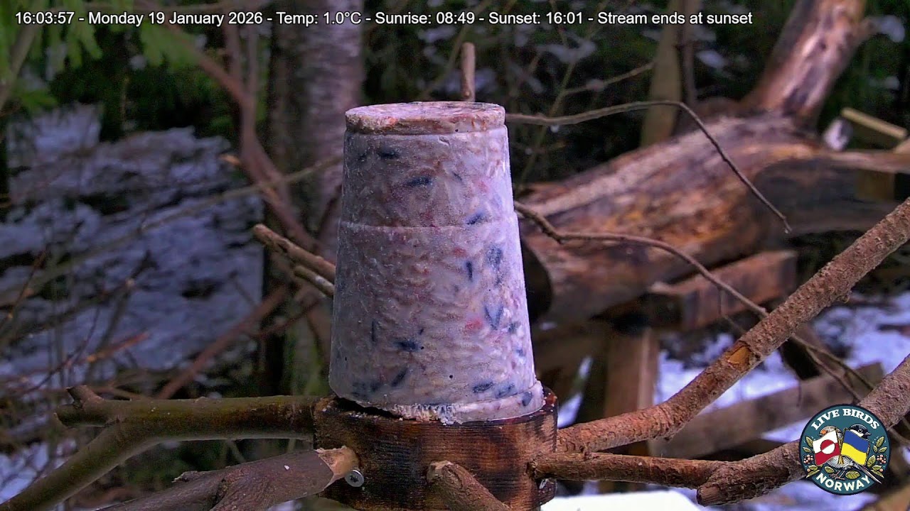 LIVE Cam 2 🔴 🟢 Birds and Squirrels in the forest🌲 -  Bird feeder Norway - Fat block