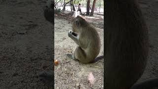 IMG 9125#monkey #cute #video #babymonkey #animals #babymonkey
