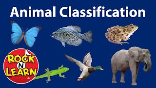 animal classification for kids