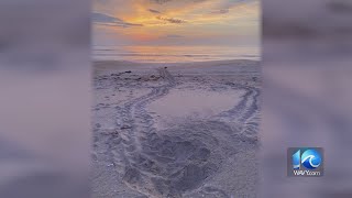 Cape Hatteras sea turtles season halfway over