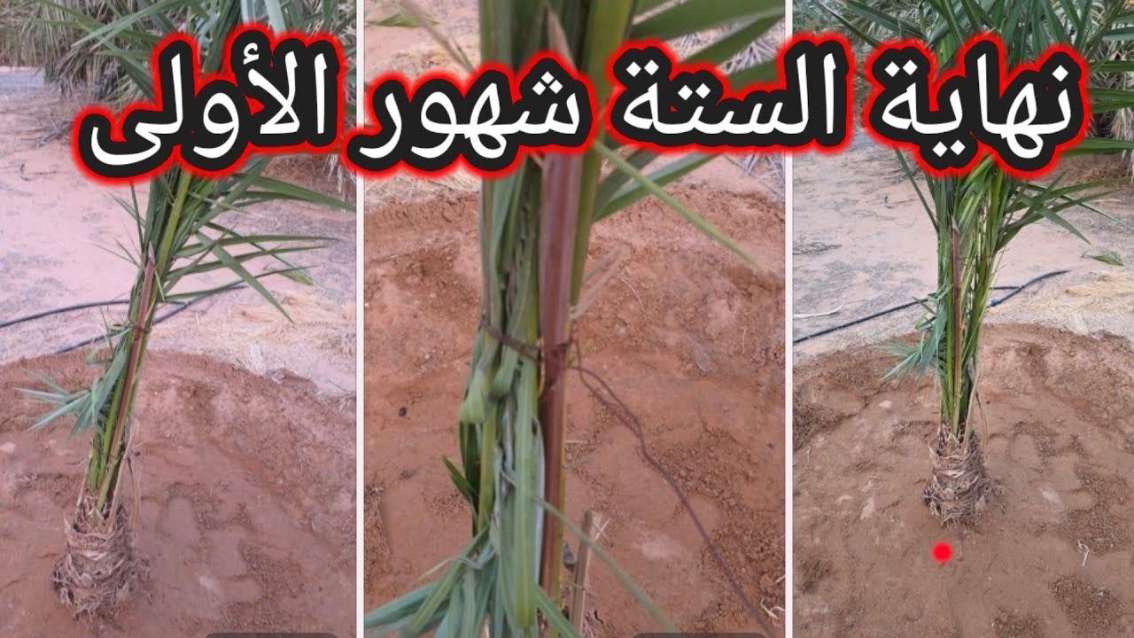 رعاية الفسائل