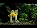 Yellow Gabion Mushroom (Phallus Indusiatus) Grow Time-lapse | #balakayohdyan