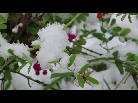 der erste Schnee - the first snow
