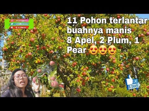 Video: Pai Dengan Apel Dan Plum