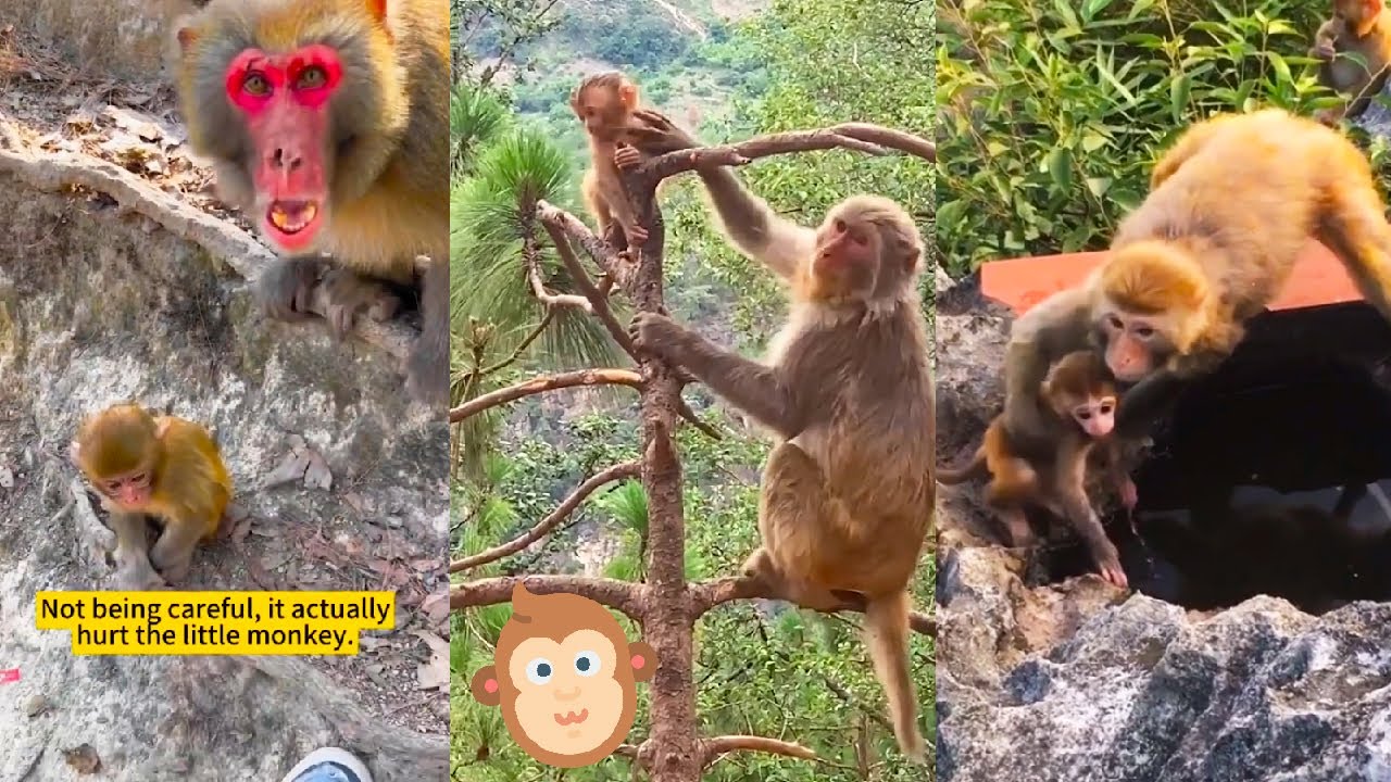 The mother monkey is very careful, always observing the surroundings and protecting her baby monkeys