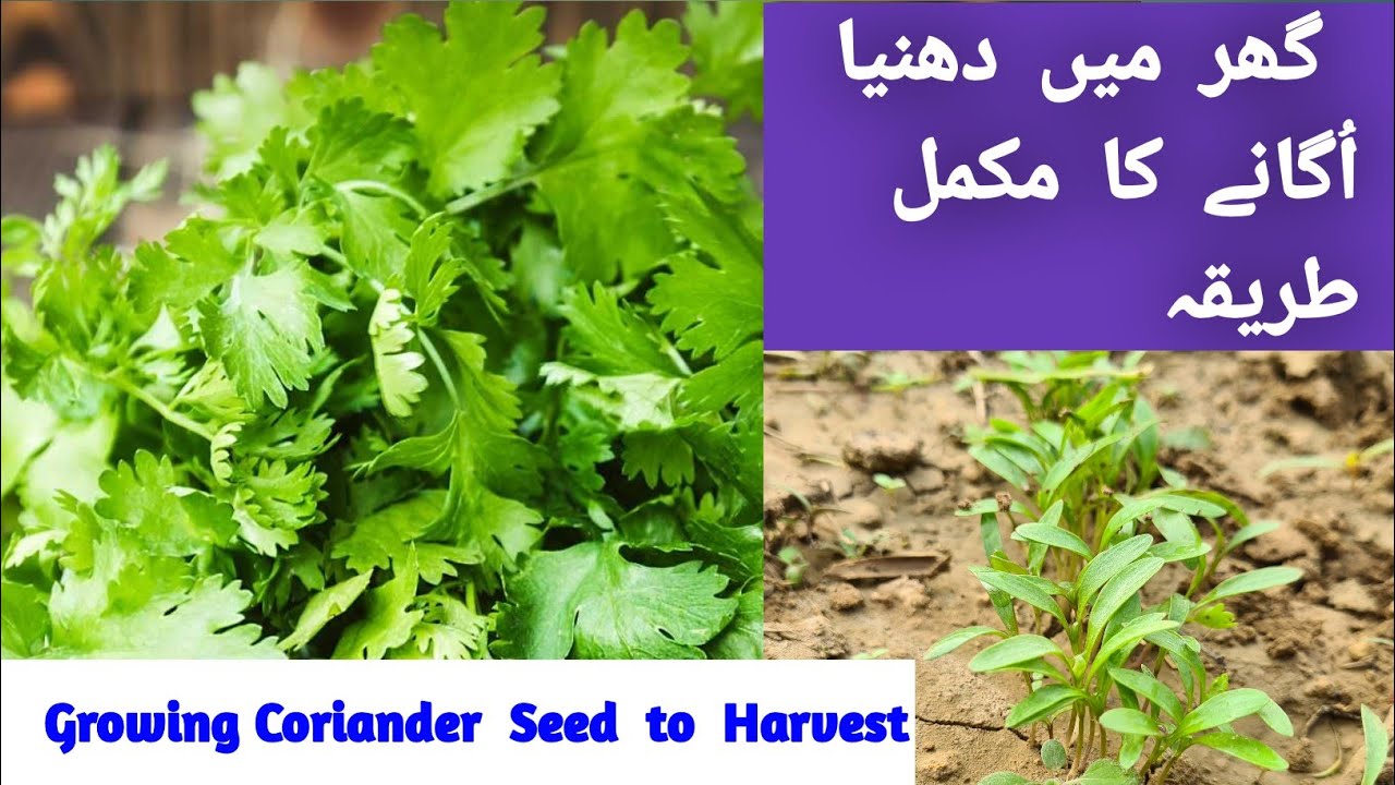 How To Grow Coriander From Seeds To Harvest At Home A Step ByStep
