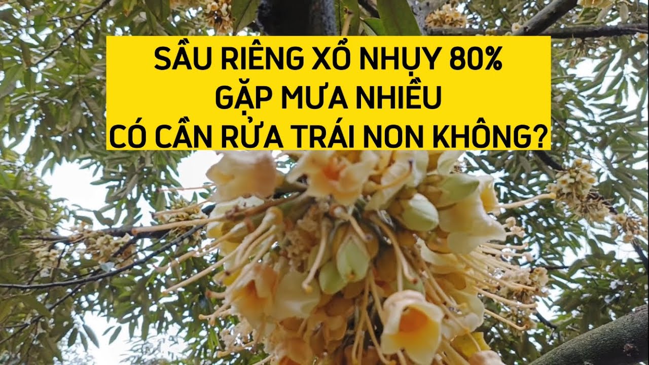 SẦU RIÊNG XỔ NHỤY 80% GẶP MƯA NHIỀU CÓ CẦN RỬA TRÁI NON KHÔNG | HƯƠNG SẦU RIÊNG