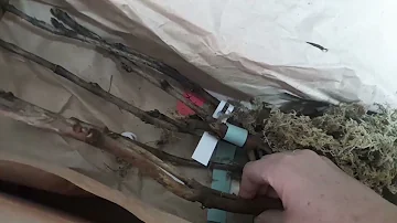 Китайские древовидные пионы от Подворья. Совместная закупка на форуме 