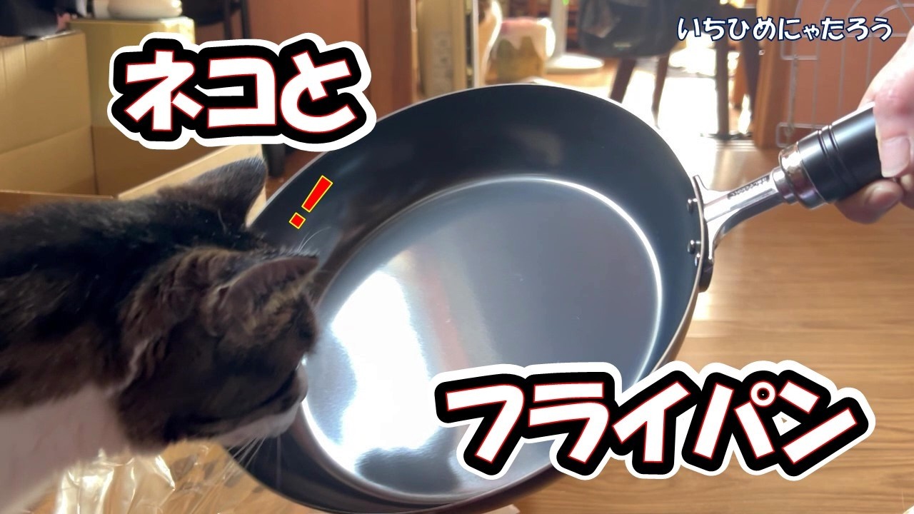 仲良し柴犬♡フライパン ネコと新相棒鉄製フライパン登場🍳🤣😽 Cats and cast iron frying pan