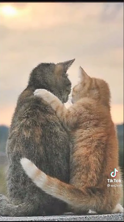 meme kucing oren yg sangat pemberani