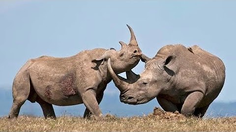 Recount Text (Group 6)