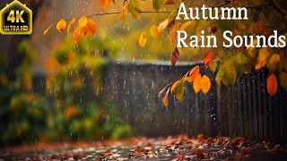 Autumn Rain Sounds with Raindrops Falling on Autumn Leaves And Soft Piano Music For Sleeping by Enjoy Nature 97 views 6 months ago 23 hours