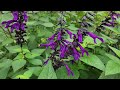 Salvia - my go-to plant! 10 different varieties in my garden