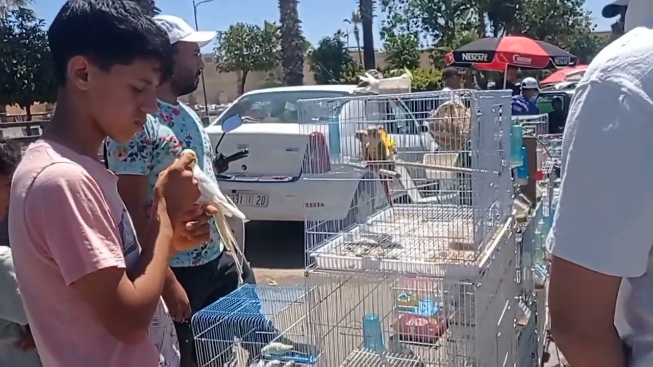 جولة بسوق الاحد لهديم للطيور بمكناس..الاثمنة وبعض مستلزمات الطيور